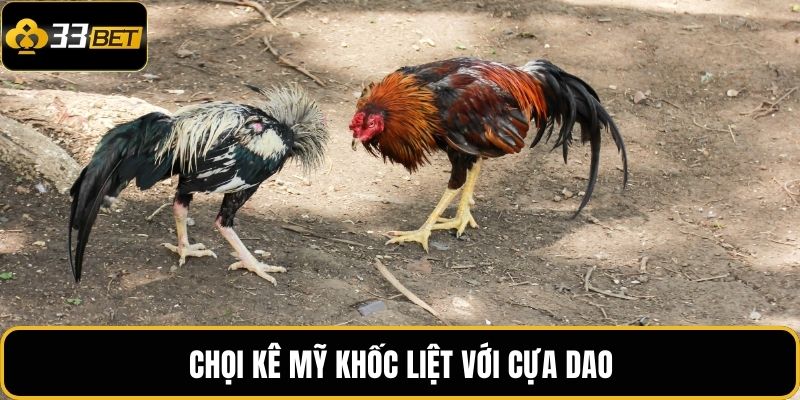 Đá Gà Mỹ 33BET - Trận Đấu Đối Kháng Lôi Cuốn Tại Nhà Cái 3 Chọi kê Mỹ khốc liệt với cựa dao