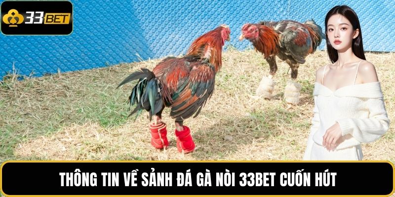 Đá Gà Nòi 33BET – Tinh Hoa Võ Thuật Gà Chọi Việt Nam 2 Thông tin về sảnh đá gà nòi 33BET cuốn hút
