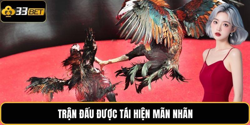 Đá Gà Trực Tuyến 33BET – Trải Nghiệm Cá Cược Đam Mê 3 Trận đấu được tái hiện mãn nhãn